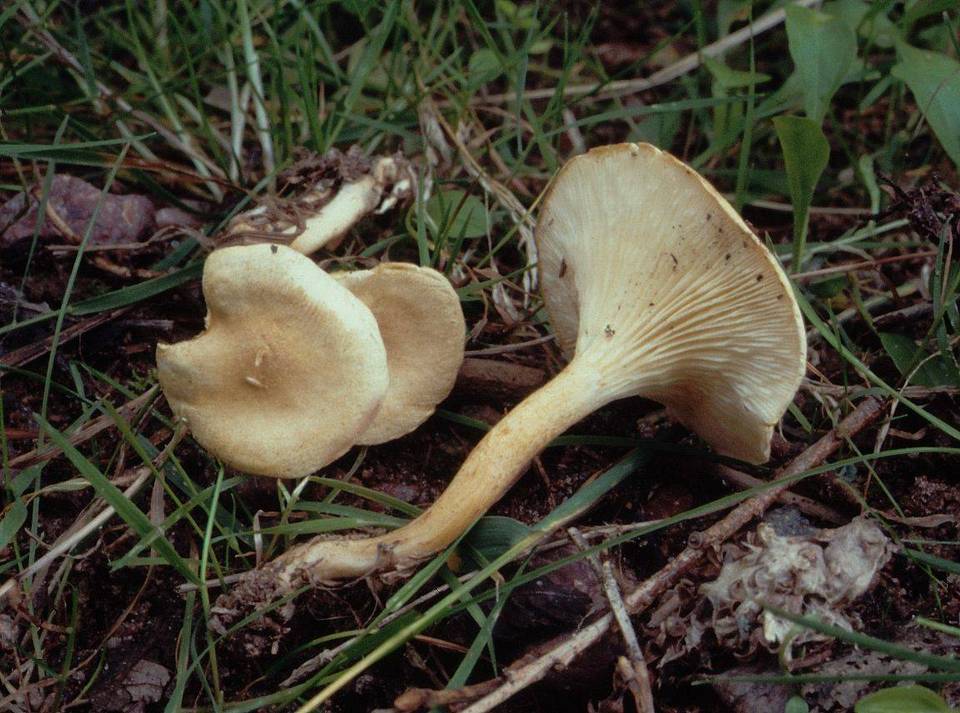 Hygrophoropsis macrospora image