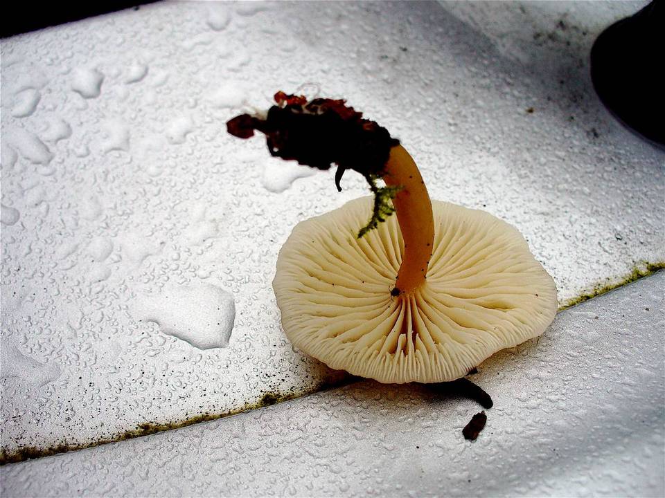 Gymnopus dryophilus var. lanipes image