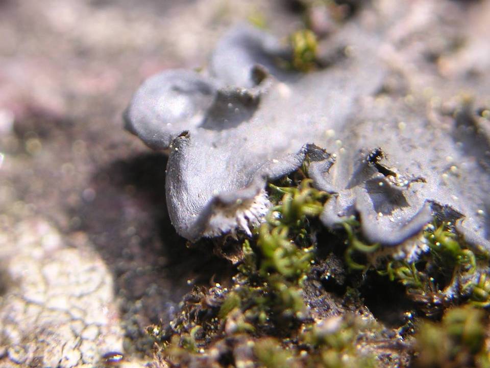 Leptogium burnetiae image