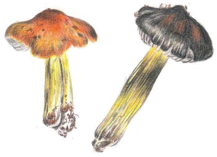 Hygrocybe nigrescens image