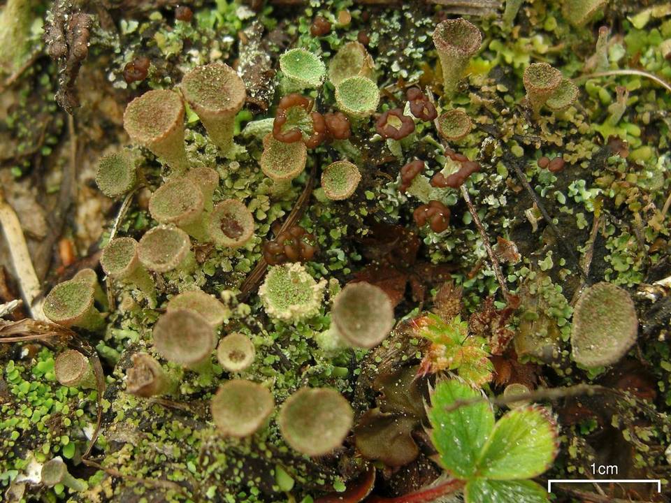 Cladonia cryptochlorophaea image