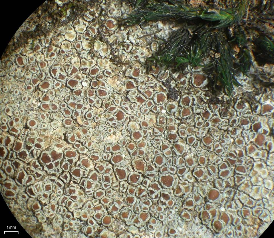 Lecanora subimmergens image