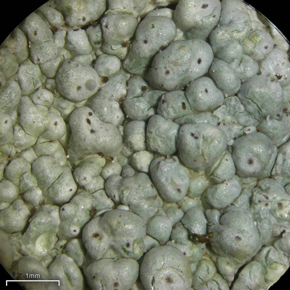 Pertusaria ostiolata image