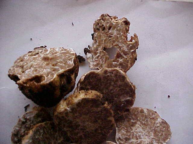 Tuber oregonense image