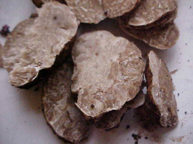 Tuber oregonense image