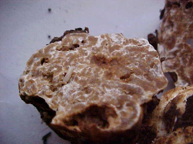Tuber oregonense image