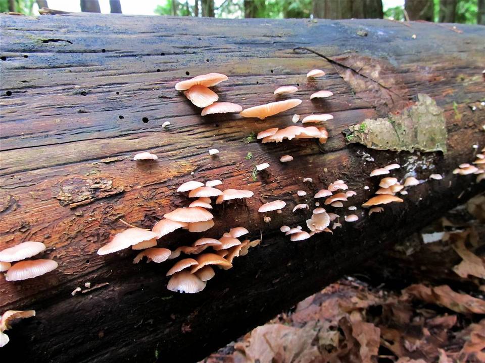 Pleurotopsis longinqua image