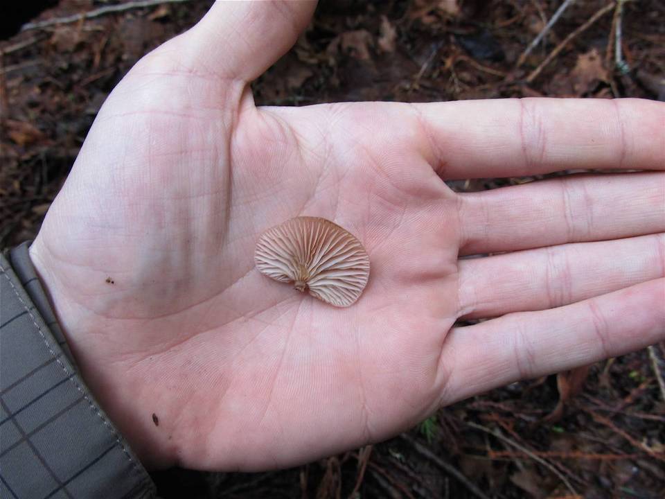 Pleurotopsis longinqua image