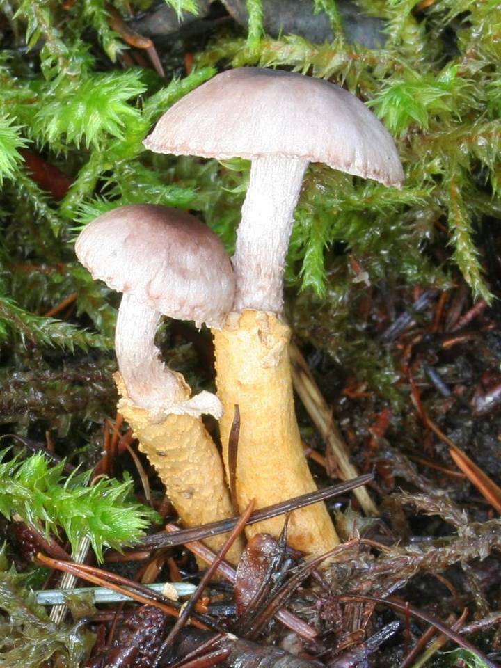 Squamanita paradoxa image