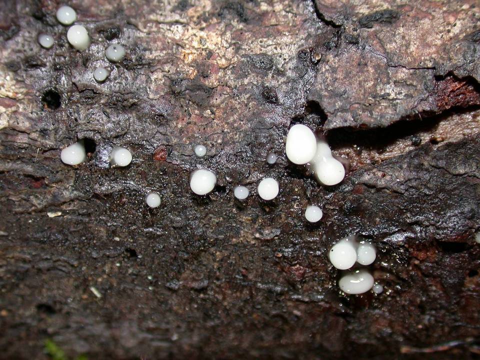 Helicogloea compressa image