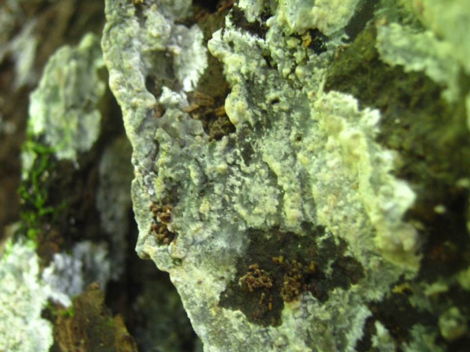 Phlebia livida image