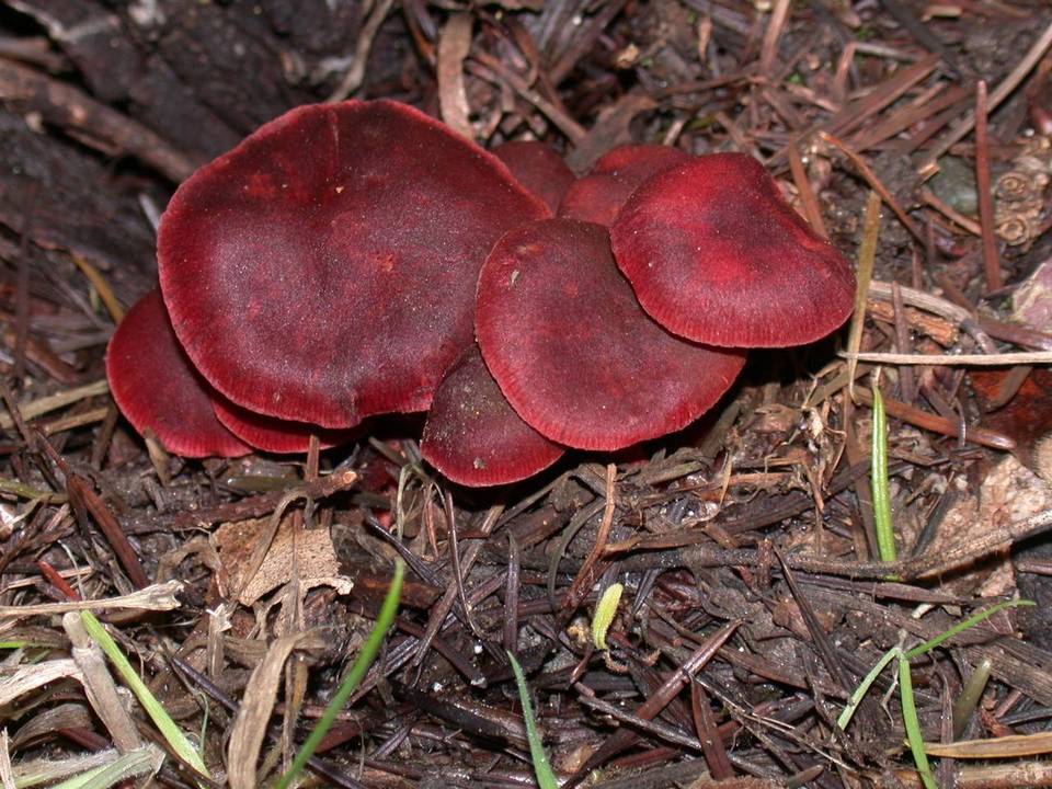 Tubaria vinicolor image
