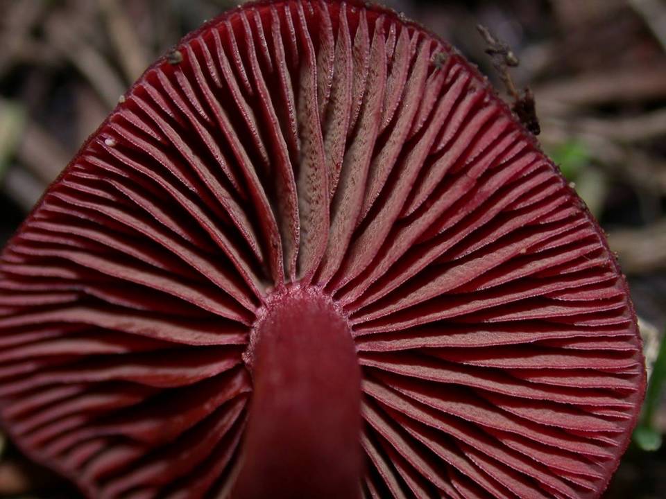 Tubaria vinicolor image