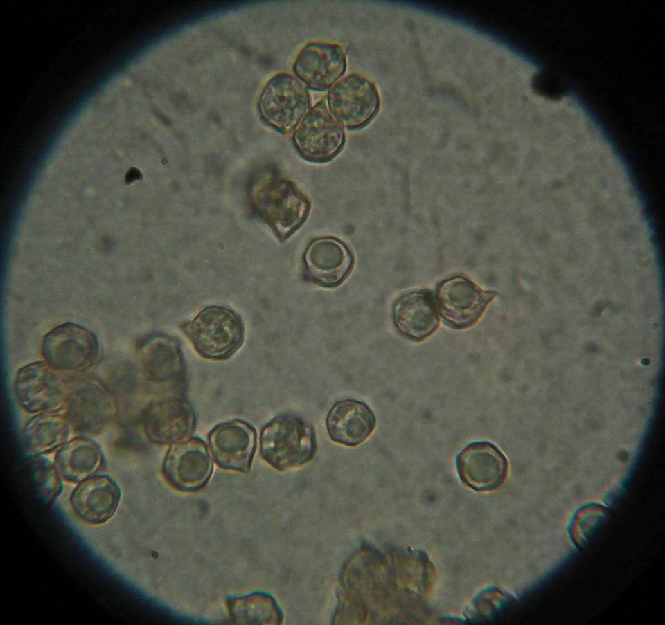 Entoloma bloxami image