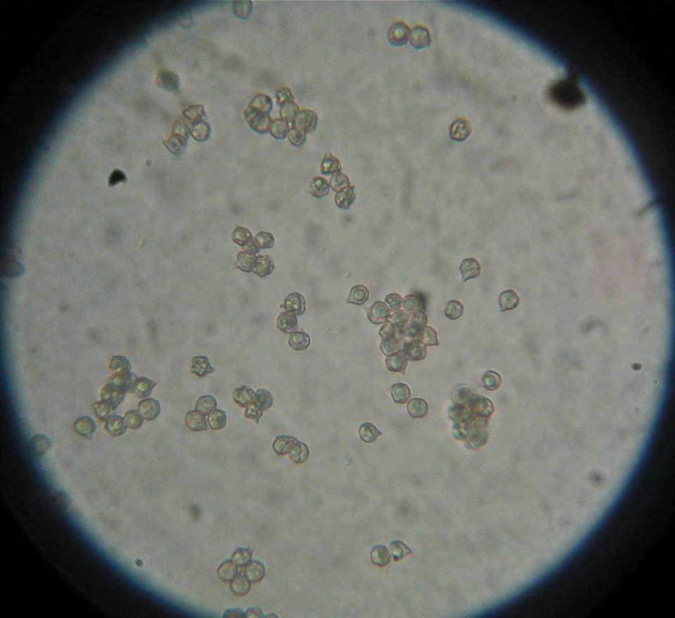 Entoloma bloxami image
