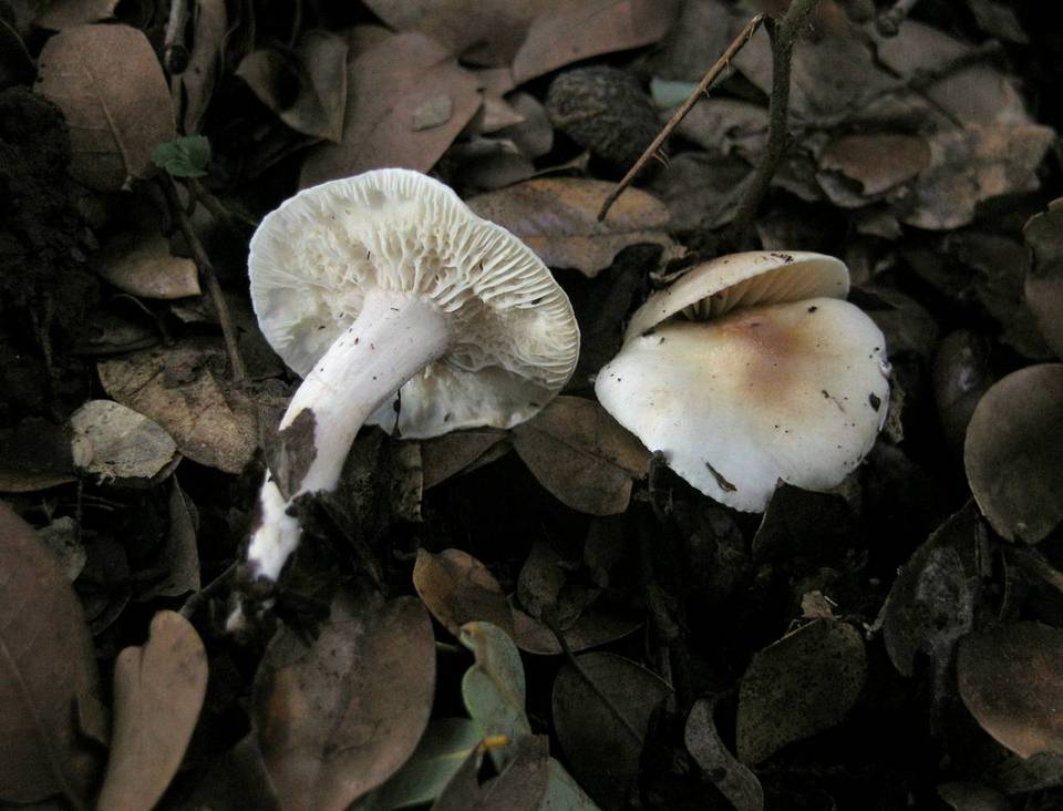 Hygrocybe brunnea image