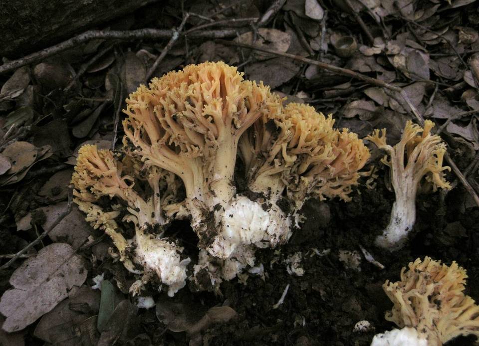 Ramaria rubricarnata image
