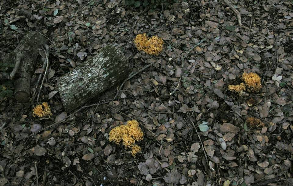 Ramaria rubricarnata var. verna image