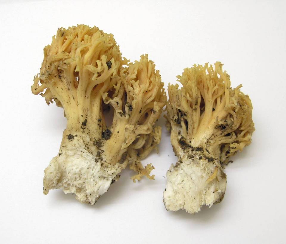 Ramaria rubricarnata image
