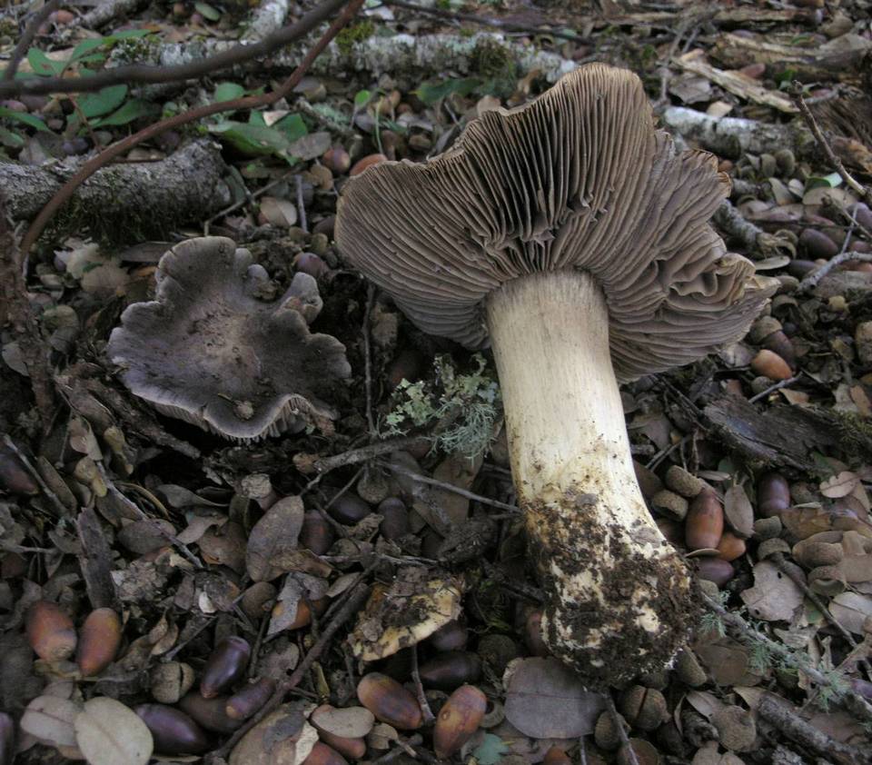 Tricholoma atroviolaceum image