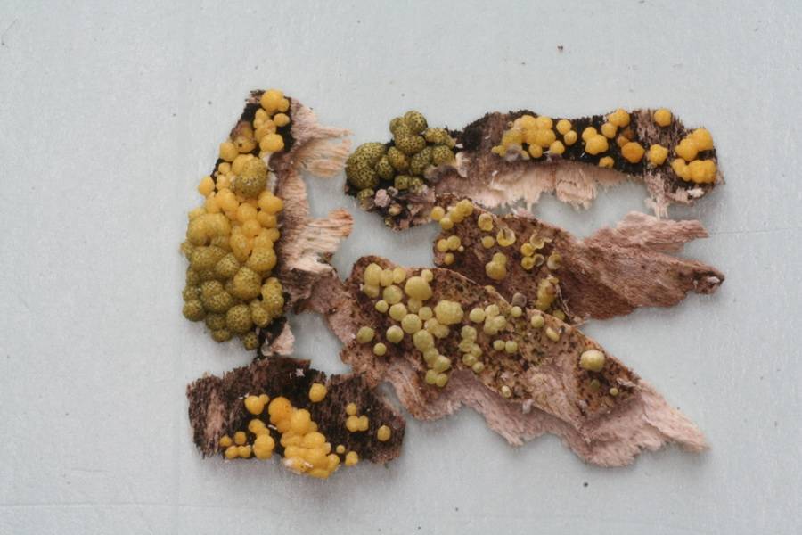 Trichoderma aureoviride image