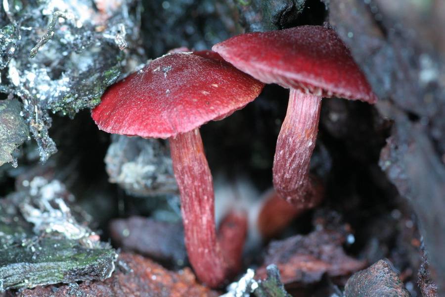 Tubaria punicea image
