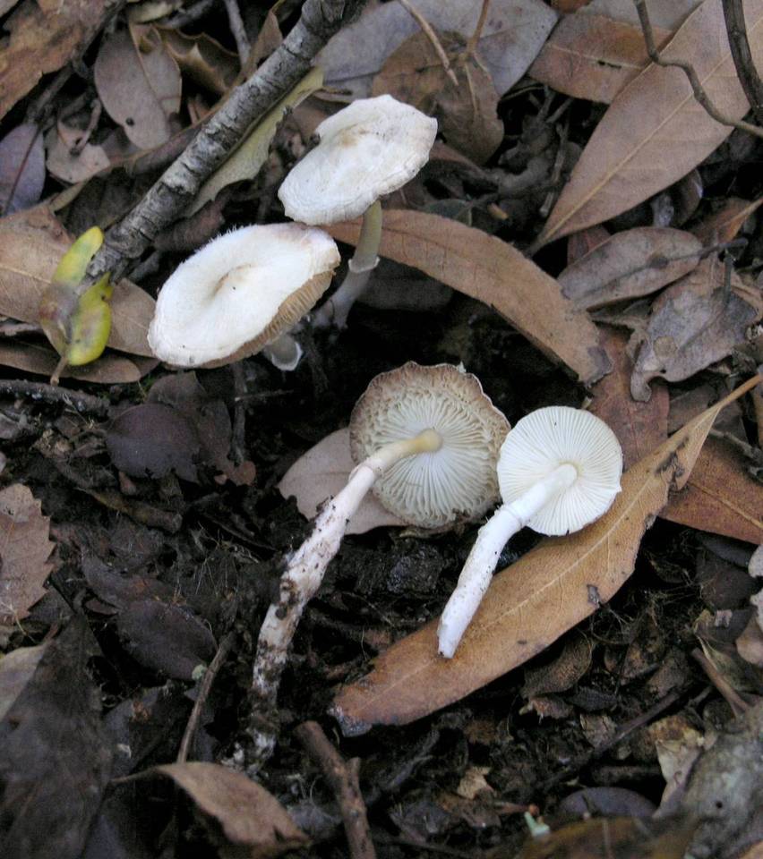 Lepiota sequoiarum image