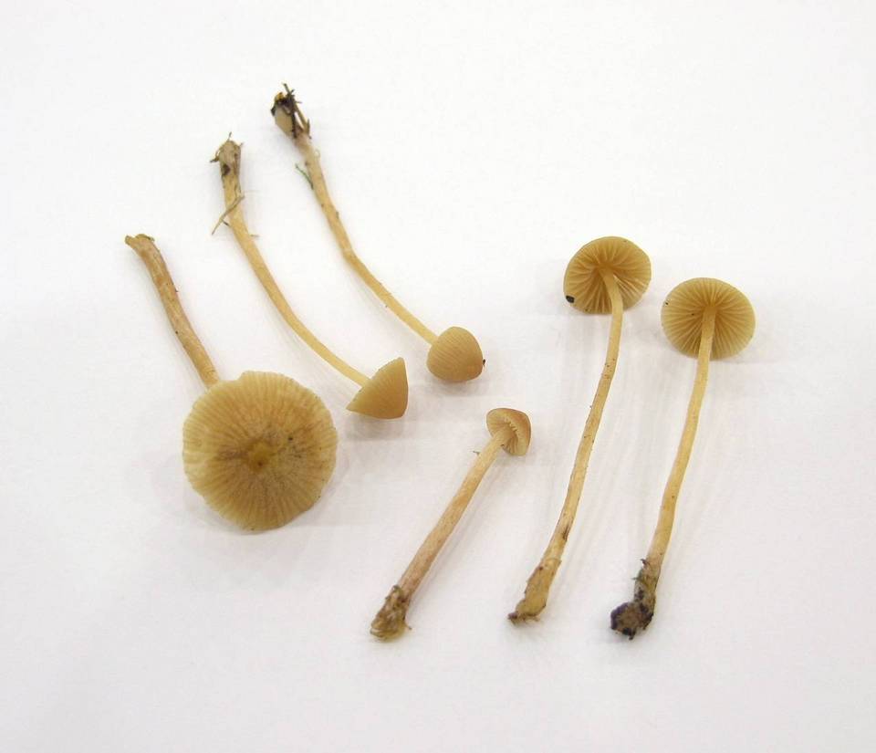 Galerina clavata image
