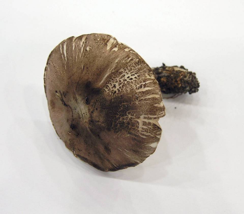 Leucoagaricus cupresseus image