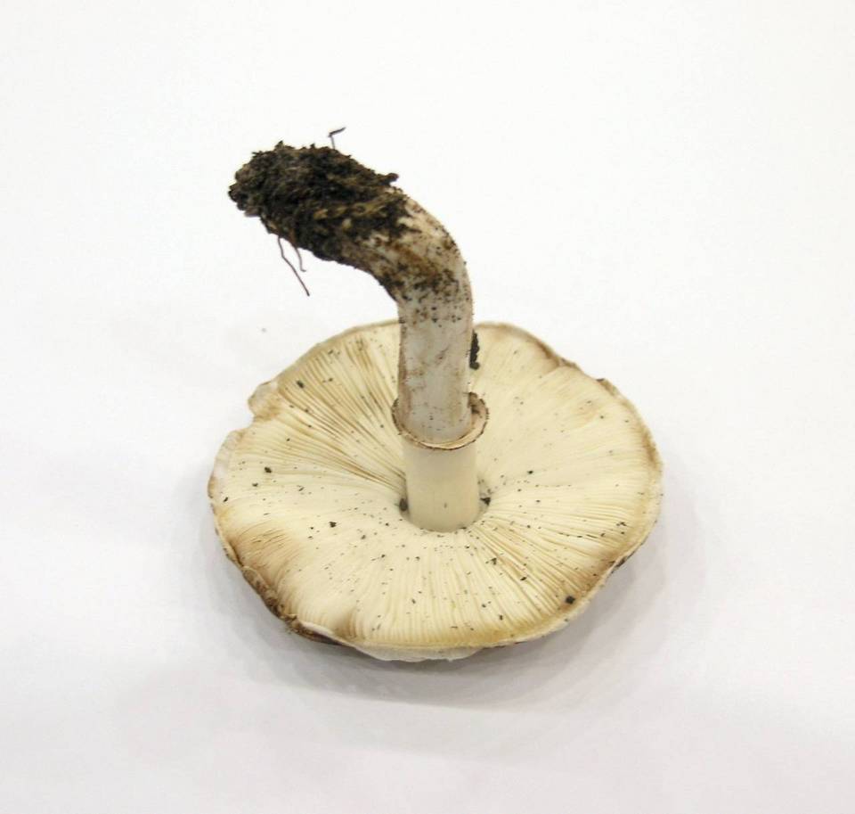 Leucoagaricus cupresseus image