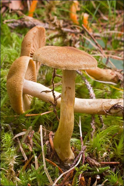 Cortinarius venetus var. montanus image