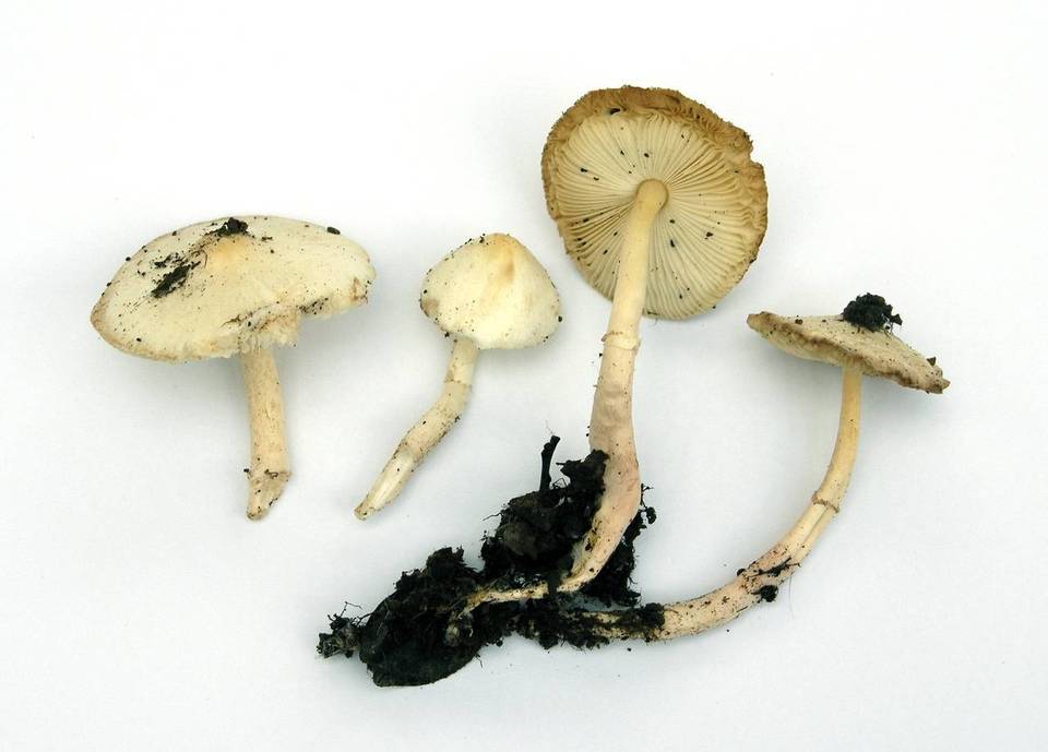 Lepiota sequoiarum image
