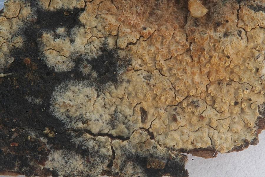 Dacryobolus sudans image