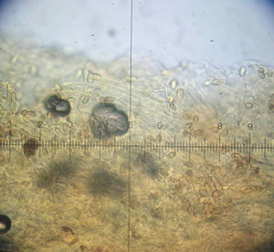 Galerina graminea image