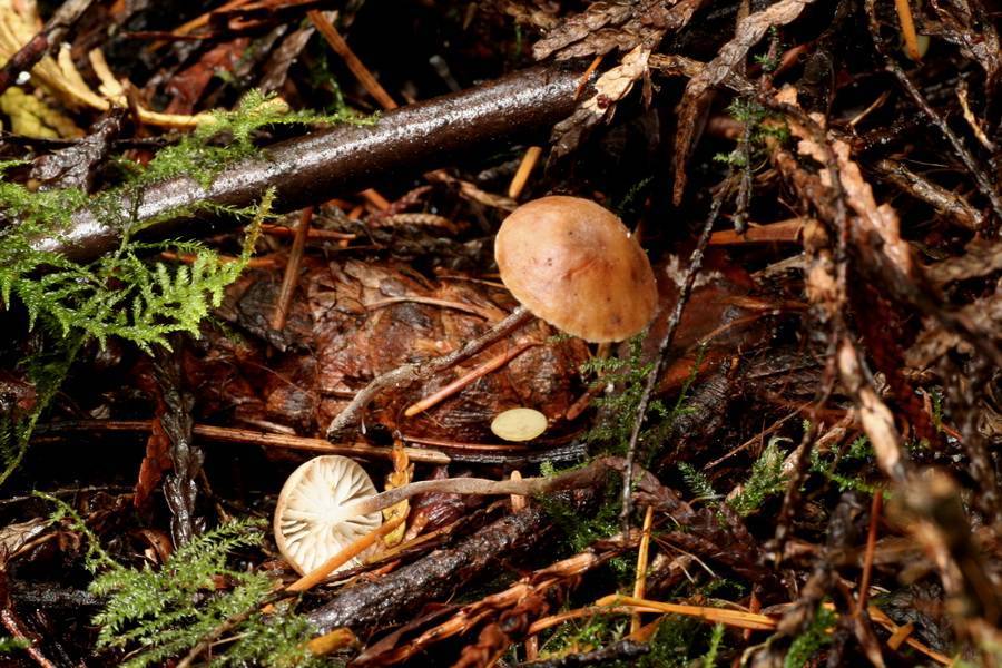 Marasmius chordalis image