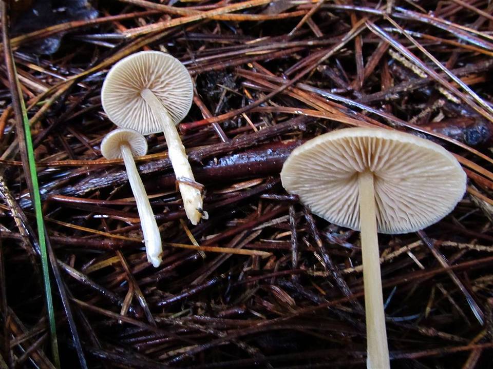 Nolanea strictia image