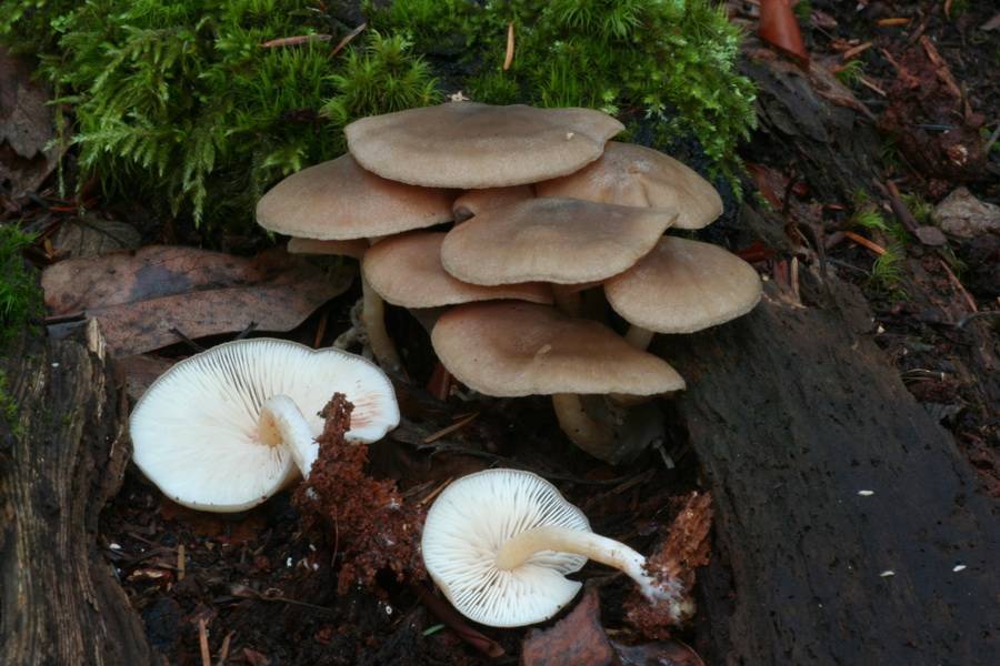 Entoloma lignicola image