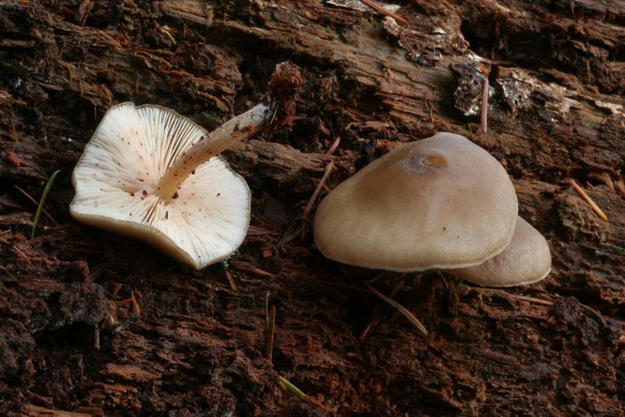 Entoloma lignicola image