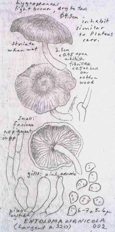 Entoloma lignicola image