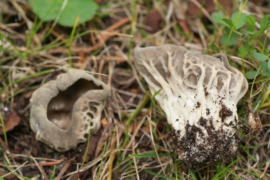 Helvella griseoalba image