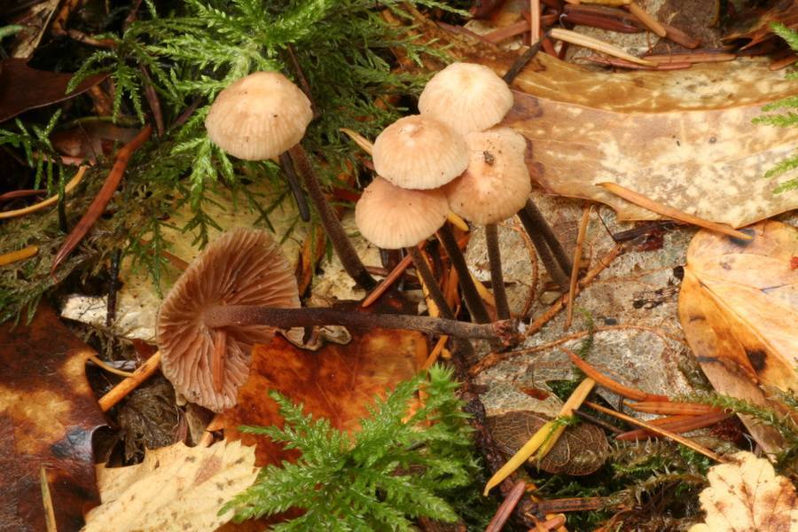 Marasmius salalis image