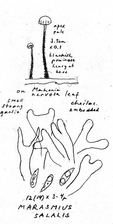 Marasmius salalis image