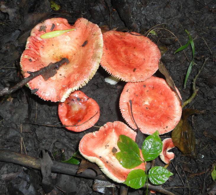 Russula luteotacta image