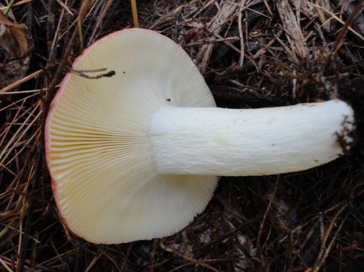 Russula pseudointegra image