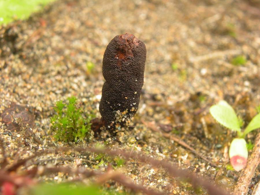 Ophiocordyceps ravenelii image