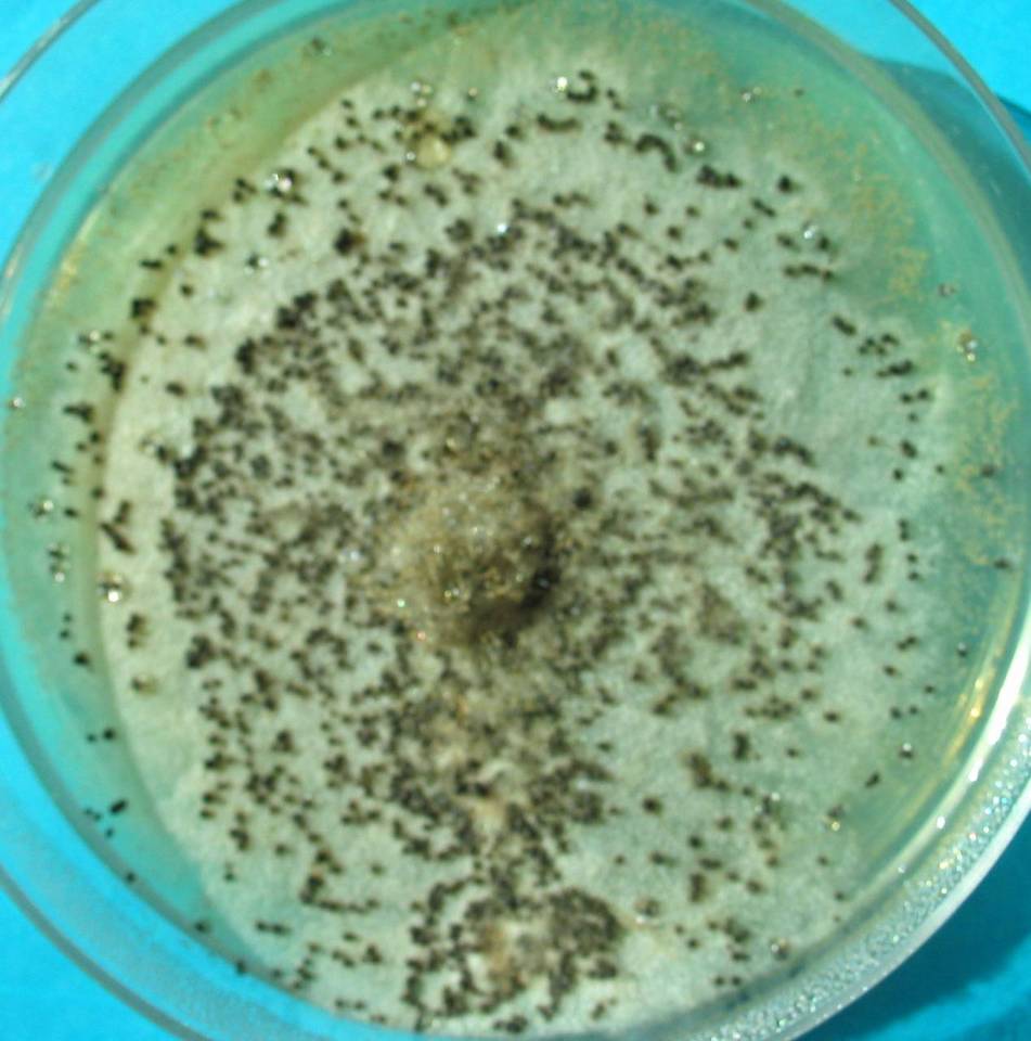 Aspergillus alliaceus image