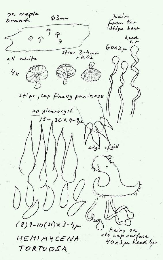 Hemimycena tortuosa image