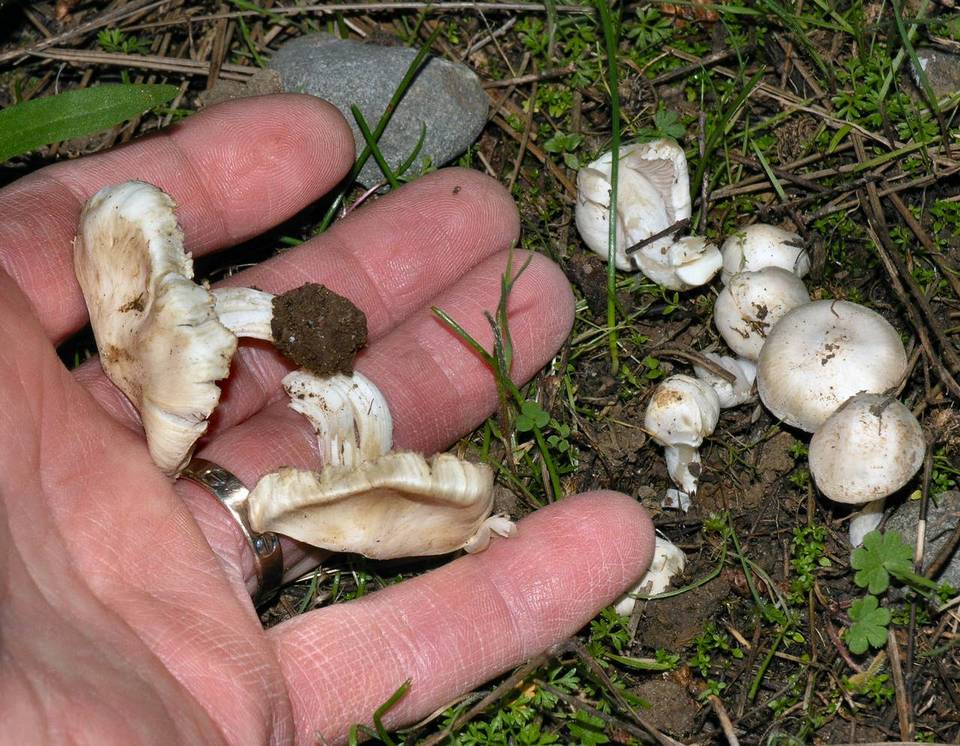 Inocybe geophylla var. geophylla image