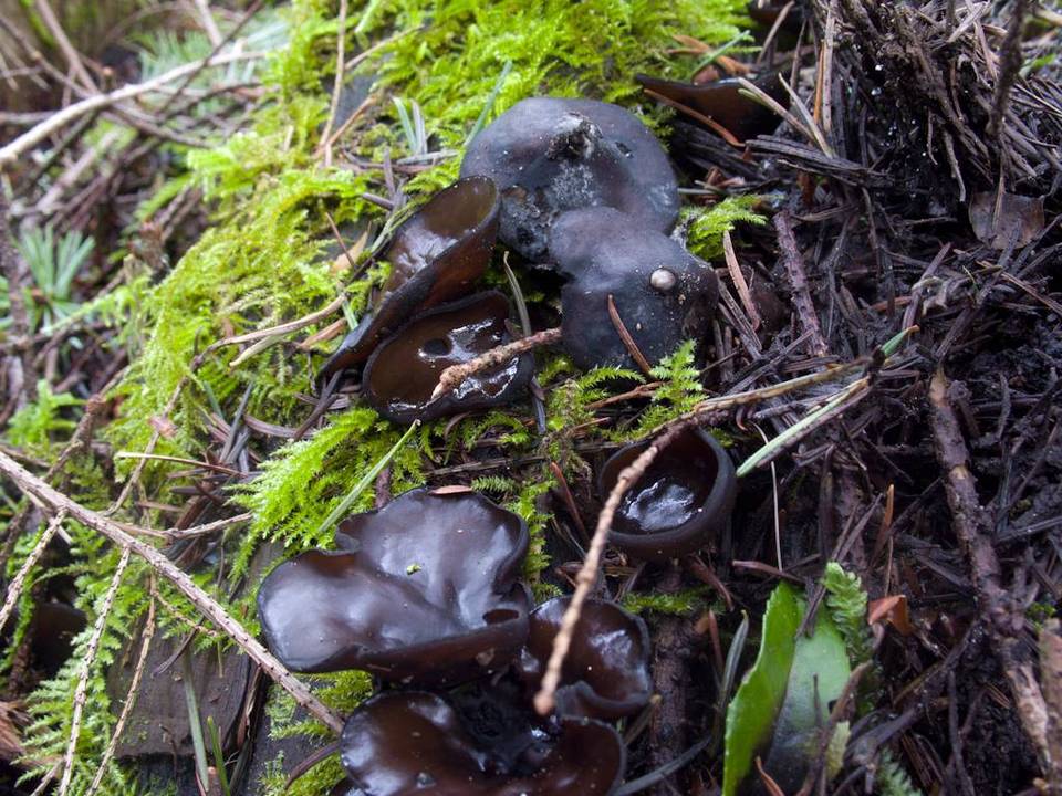 Pseudoplectania melaena image
