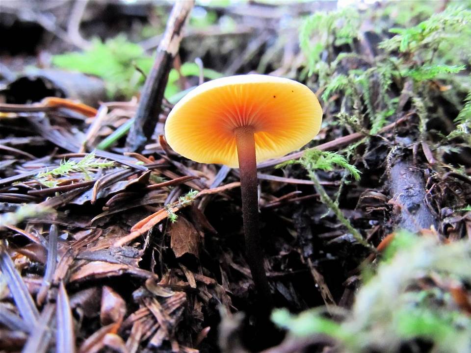 Xeromphalina fulvipes image